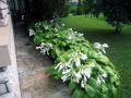 Hosta5.jpg