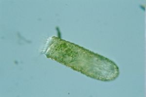 Ciliophora7.jpg