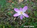 Colchicum autumnale.jpg