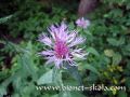 Centaurea-montana-krupno.jpg