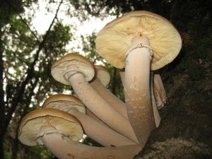 Armillaria ostoyae.jpg