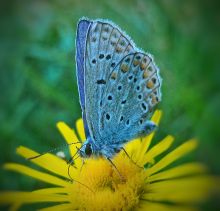 Lepidoptera, foto Marko Mitrović