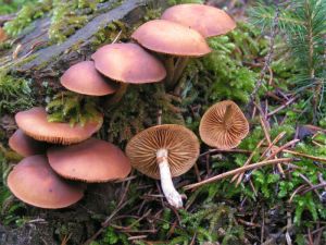 Galerina marginata.jpg