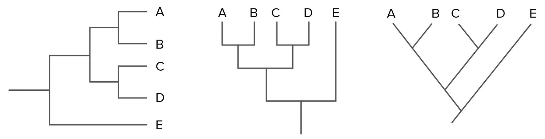 Phylogenetic Tree Template