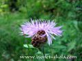 Centaurea-jacea.jpg